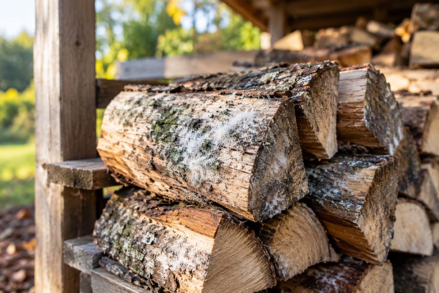 Bois de chauffage moisi stocké sous un abri extérieur